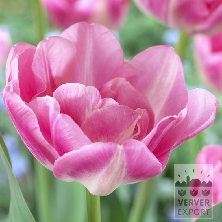 Tulipes 'Upstar' (12246)