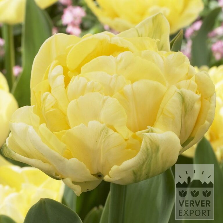 Tulipes 'Yellow Mountain' (12248)