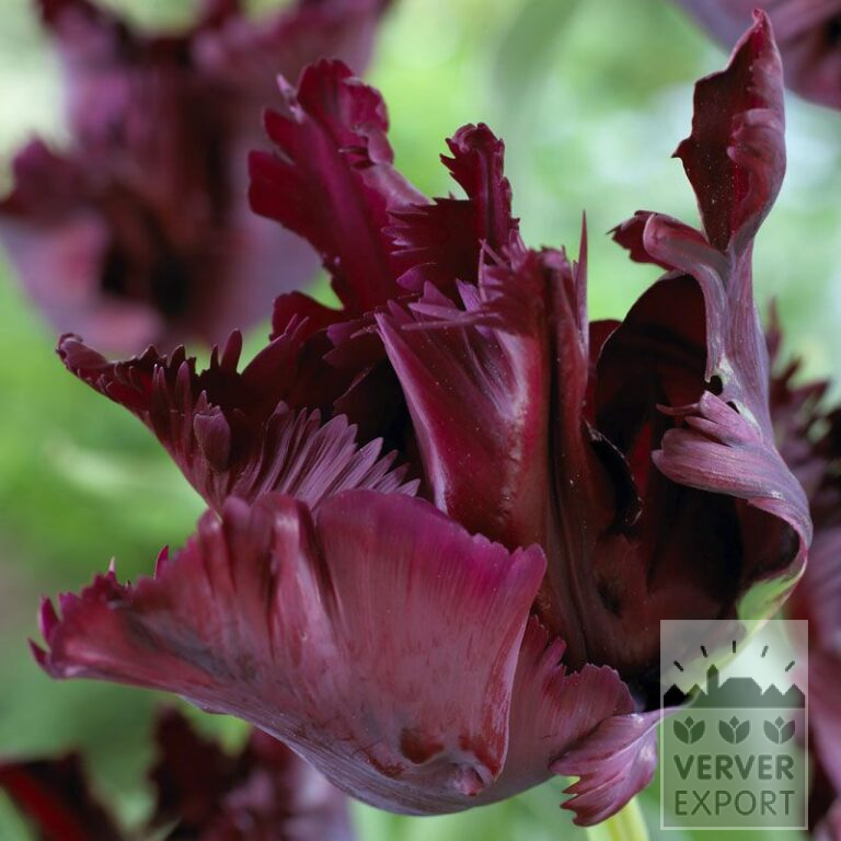 Tulipes 'Black Parrot' (12251)