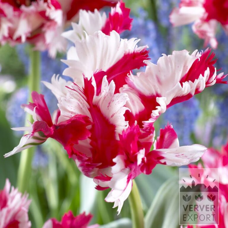 Tulipes 'Estella Rijnveld' (12254)