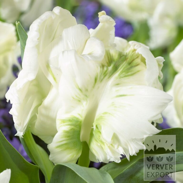Tulipes 'Super Parrot' (12260)