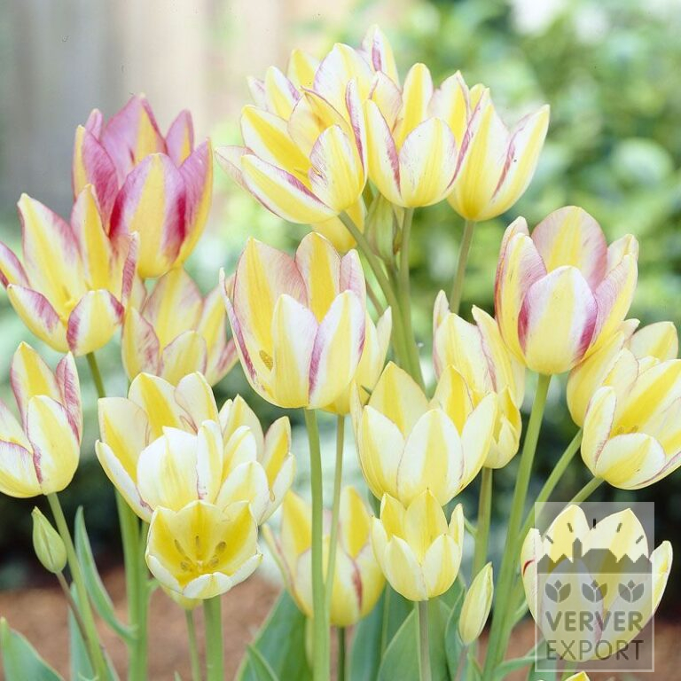 Tulipes 'Antoinetta' (12263)