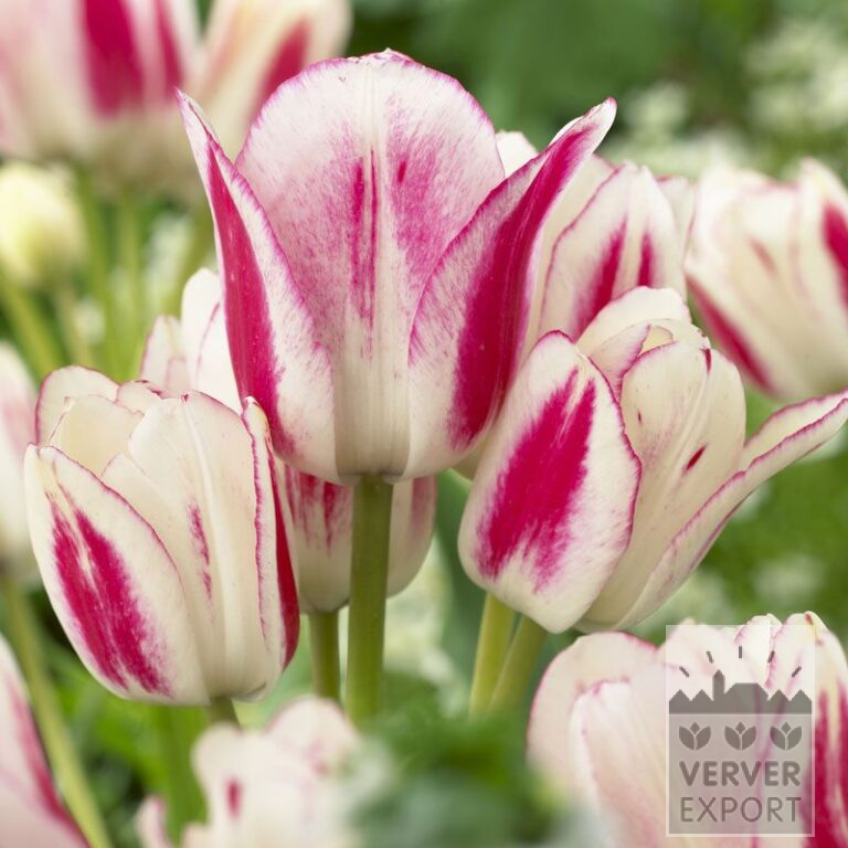 Tulipes 'Candy Club' (12264)