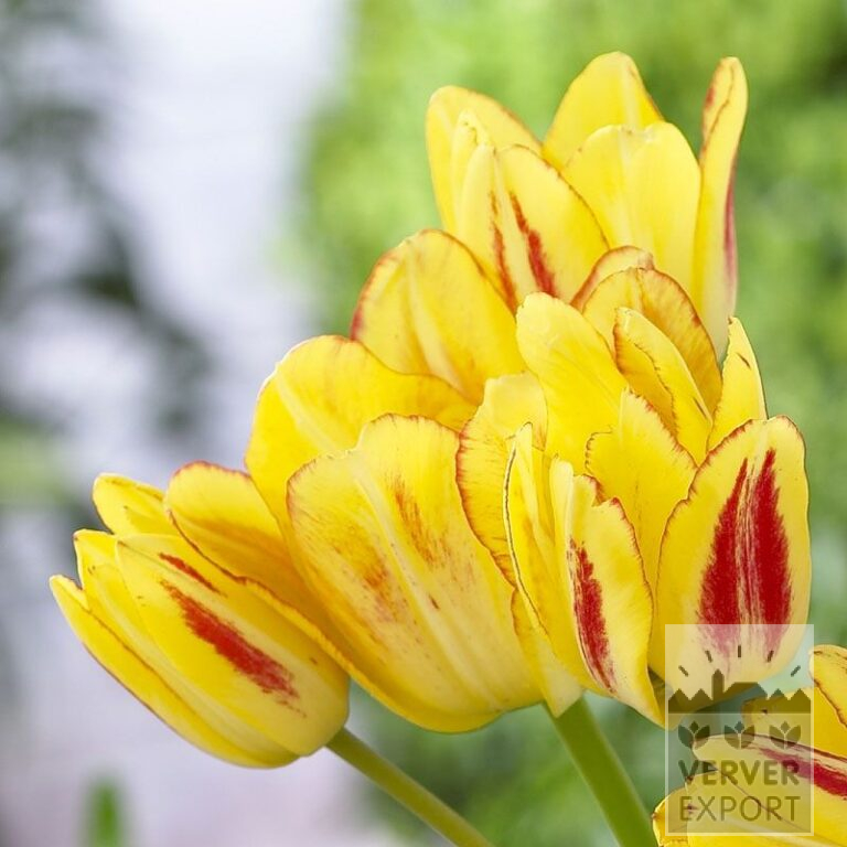 Tulipes 'Sunshine Club' (12265)