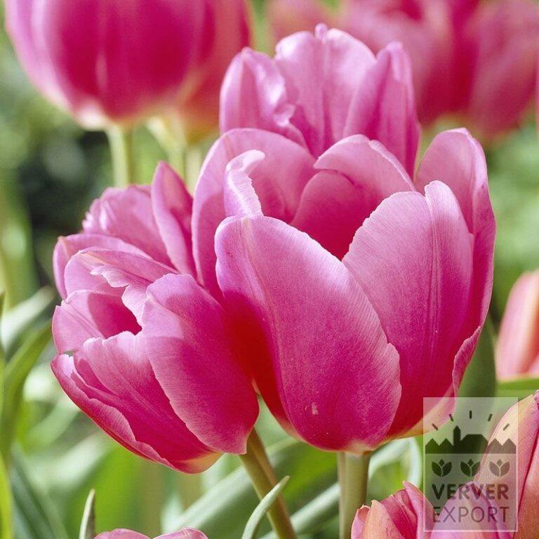 Tulipes 'Happy Family' (12268)