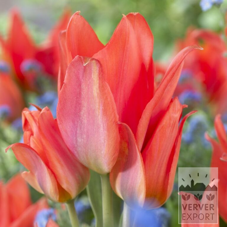 Tulipes 'Orange Toronto' (12271)