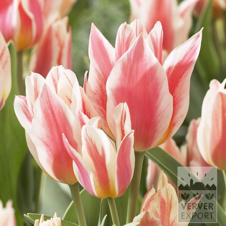 Tulipes 'Québec' (12274)