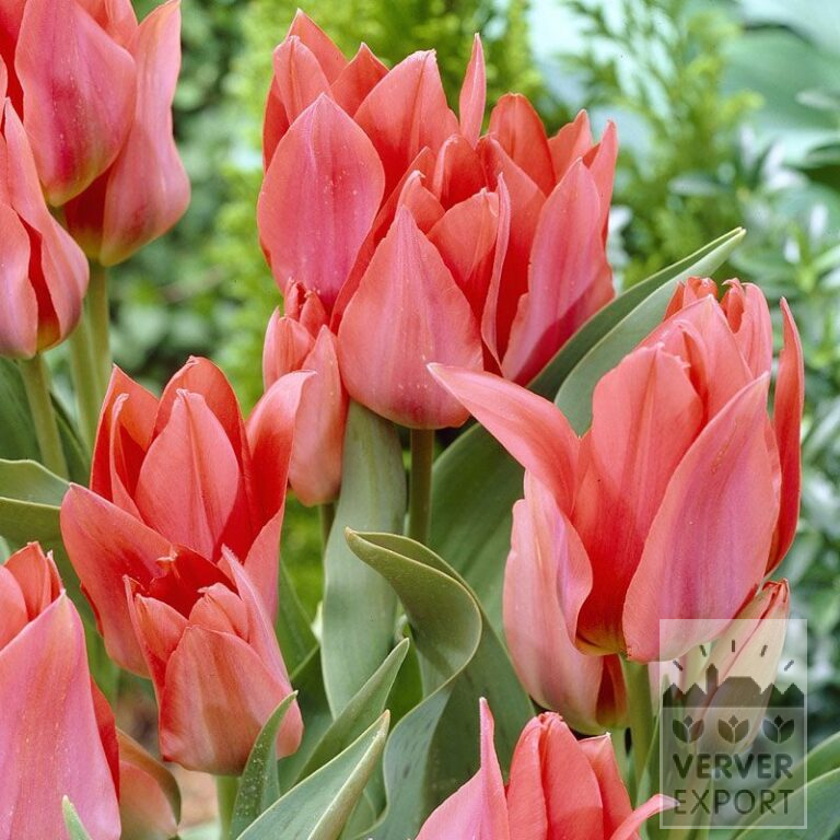 Tulipes 'Toronto' (12277)