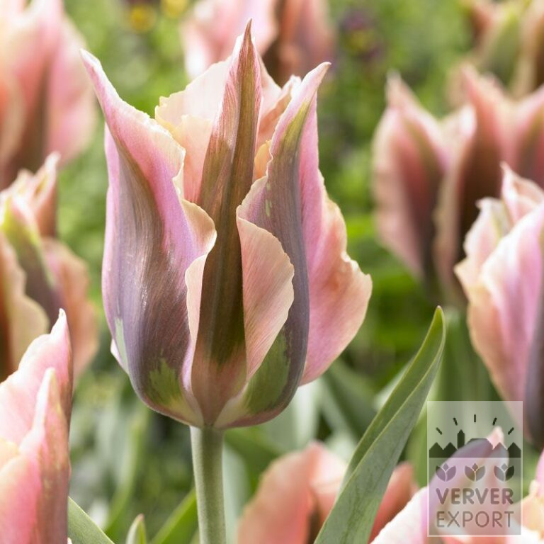 Tulipes 'Artist' (12280)