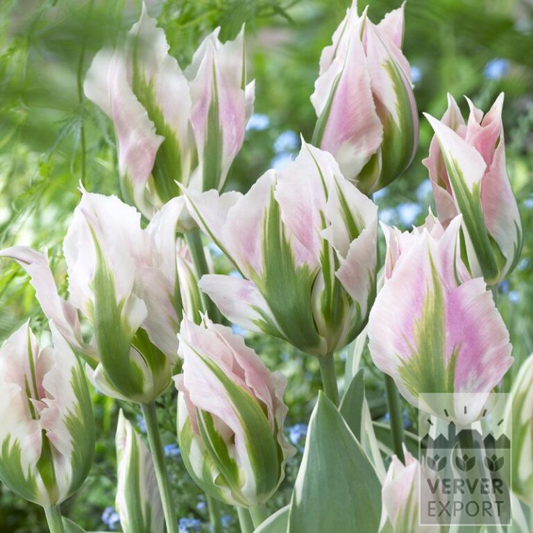 Tulipes 'China Town' (12281)
