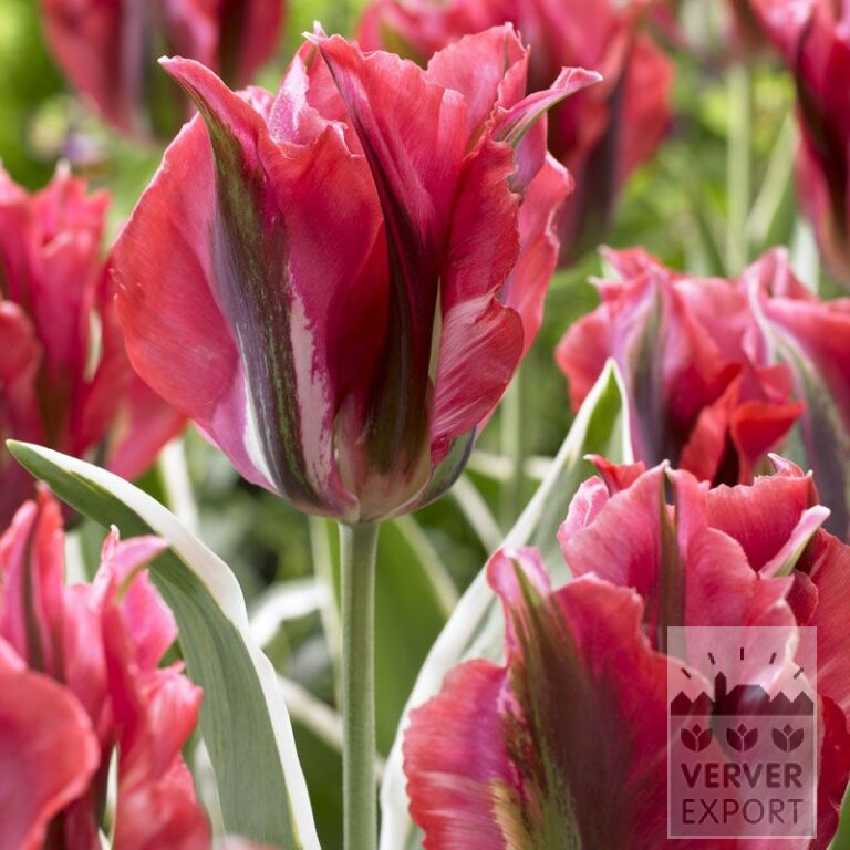 Tulipes 'Esperanto' (12284)