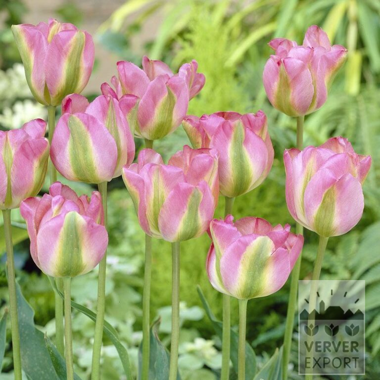 Tulipes 'Groenland' (12286)