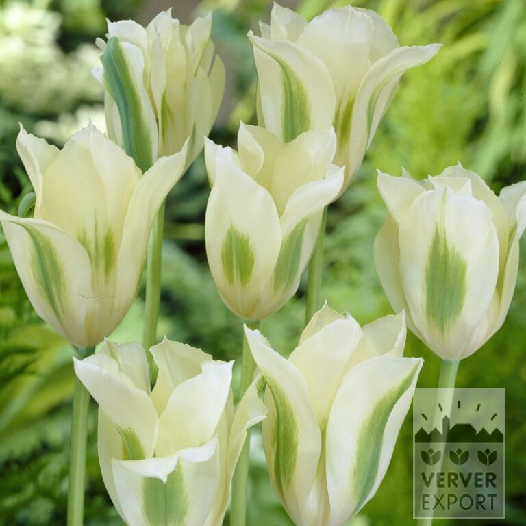 Tulipes 'Spring Green' (12288)
