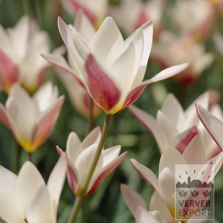 Tulipes clusiana 'Lady Jane' (12301)