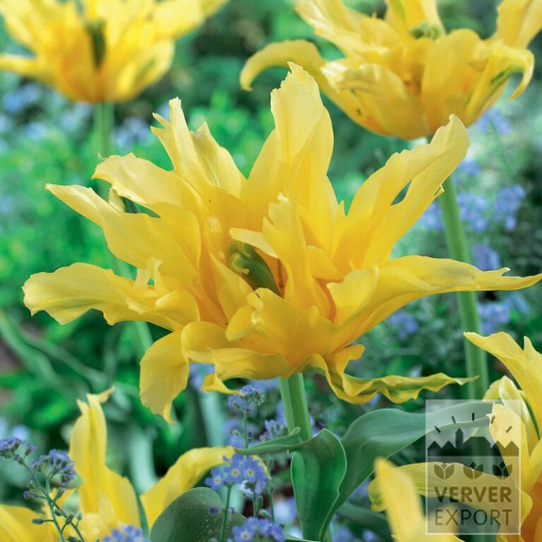 Tulipes 'Yellow Spider' (12307)