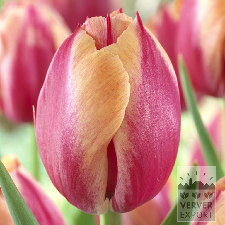 Tulipes 'Augusta Taurinorum' (12311)