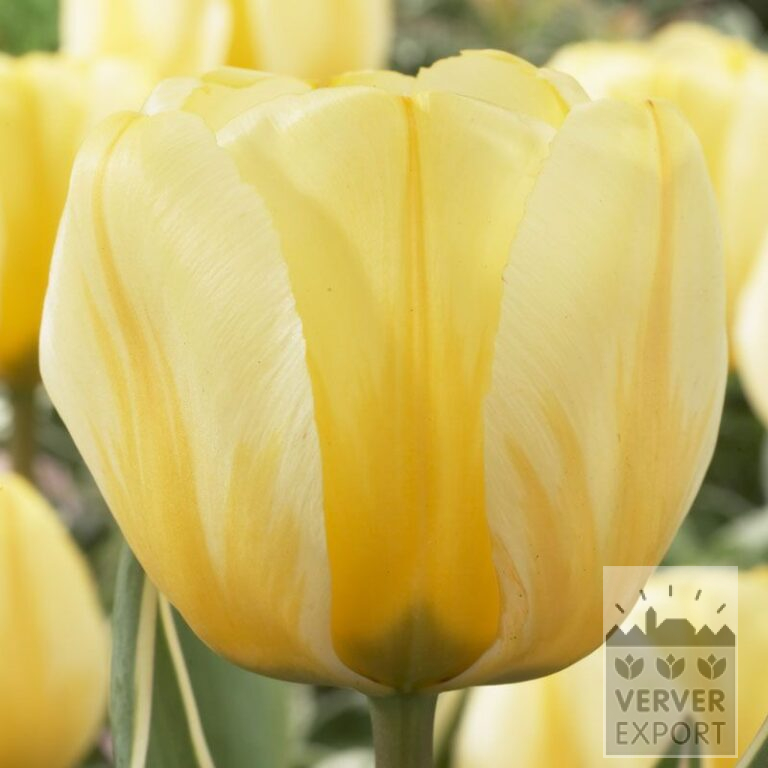 Tulipes 'Jaap Groot' (12313)