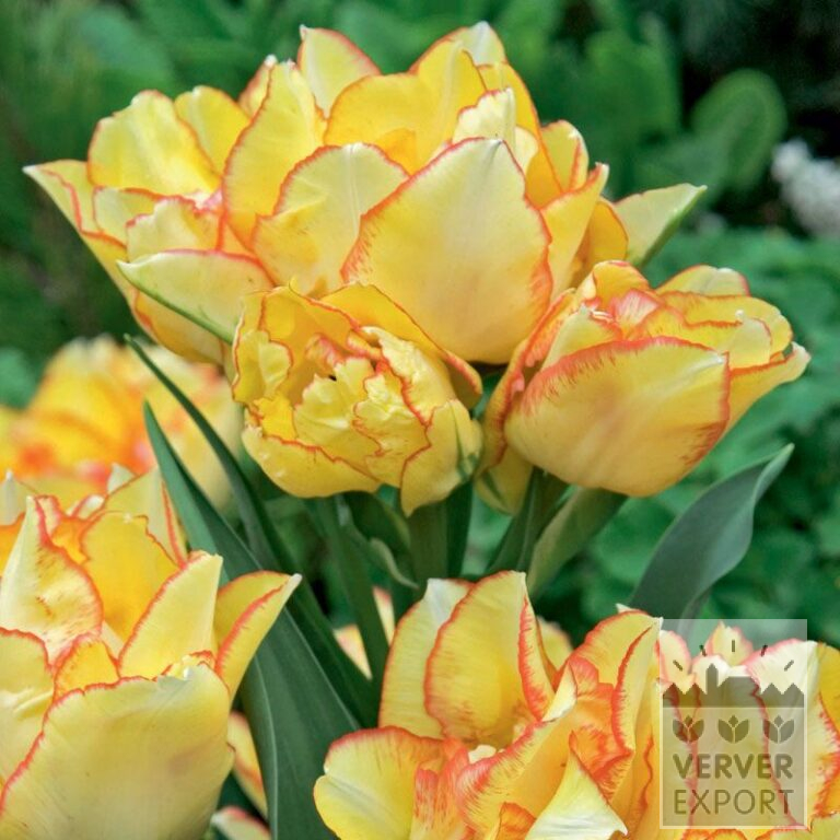 Tulipes 'Aquilla' (12315)