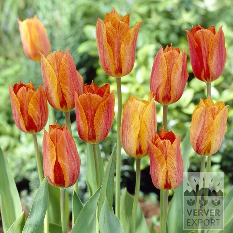 Tulipes 'El Niño' (12317)