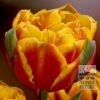 Tulipes 'Givenchy' (12319)