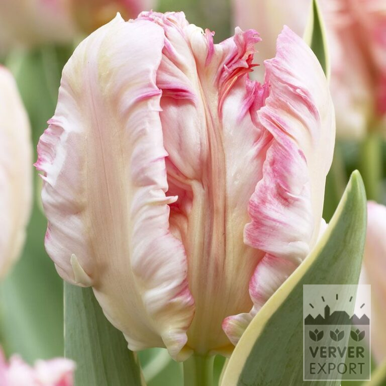 Tulipes 'Silver Parrot' (12320)