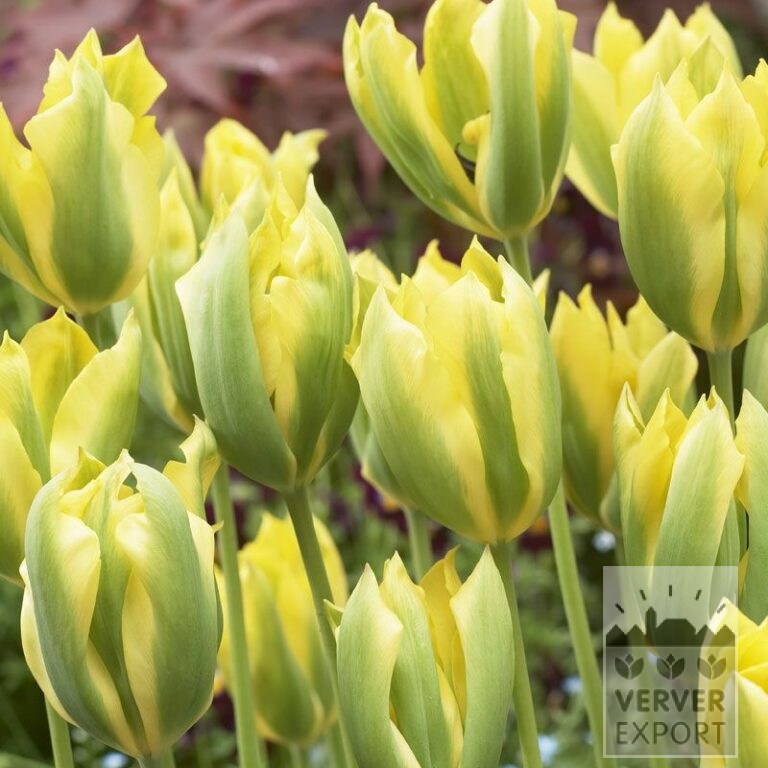 Tulipes 'Formosa' (12321)