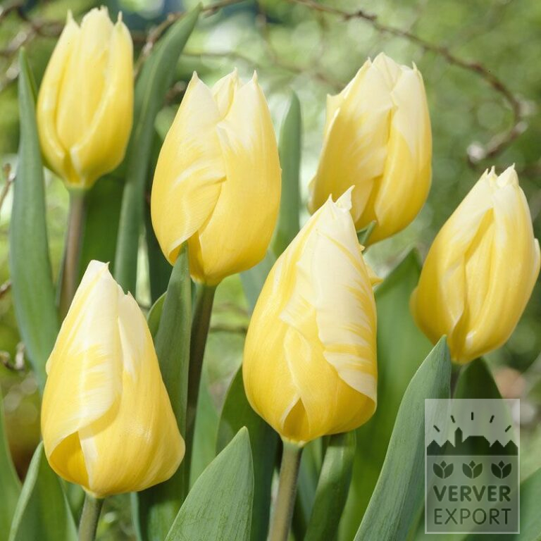 Tulipes 'Sweetheart' (12325)