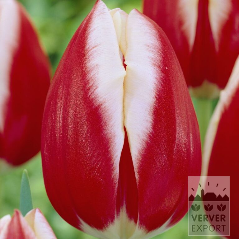 Tulipes 'Leen van der Mark' (12328)