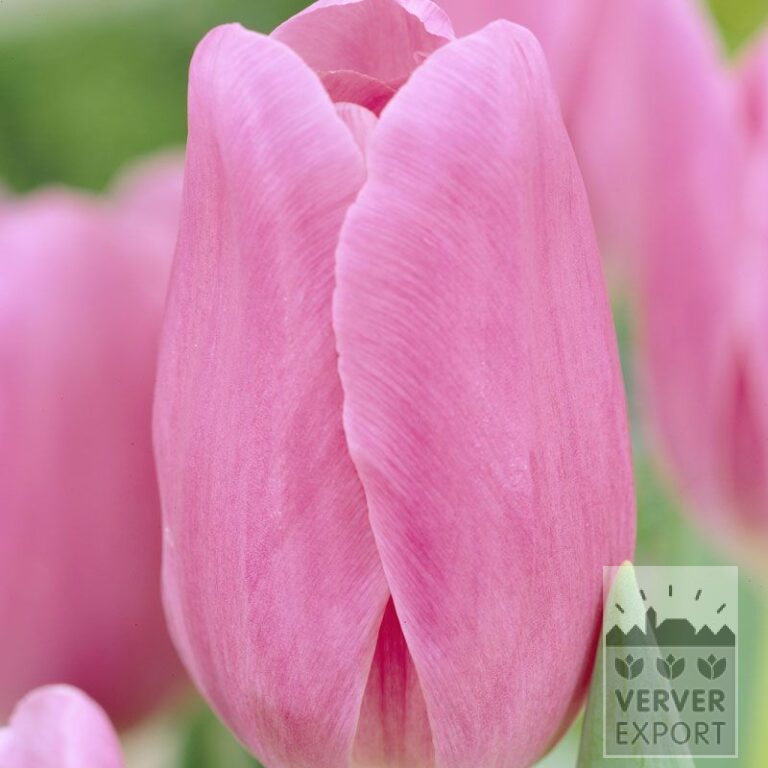 Tulipes 'Mistress' (12330)