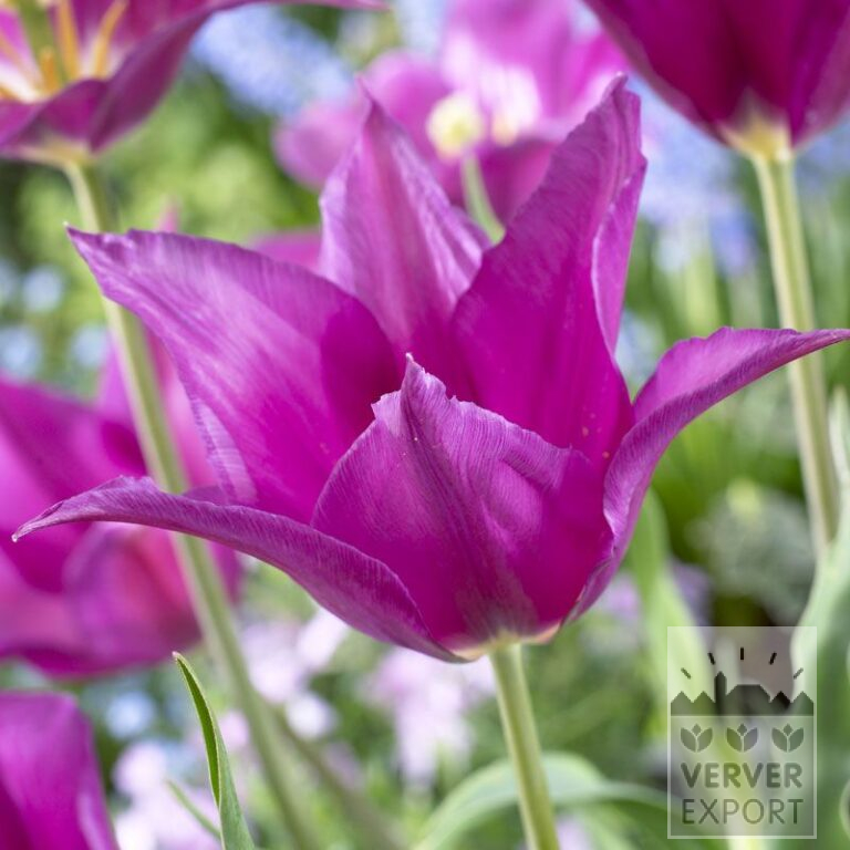 Tulipes 'Purple Dream' (12335)