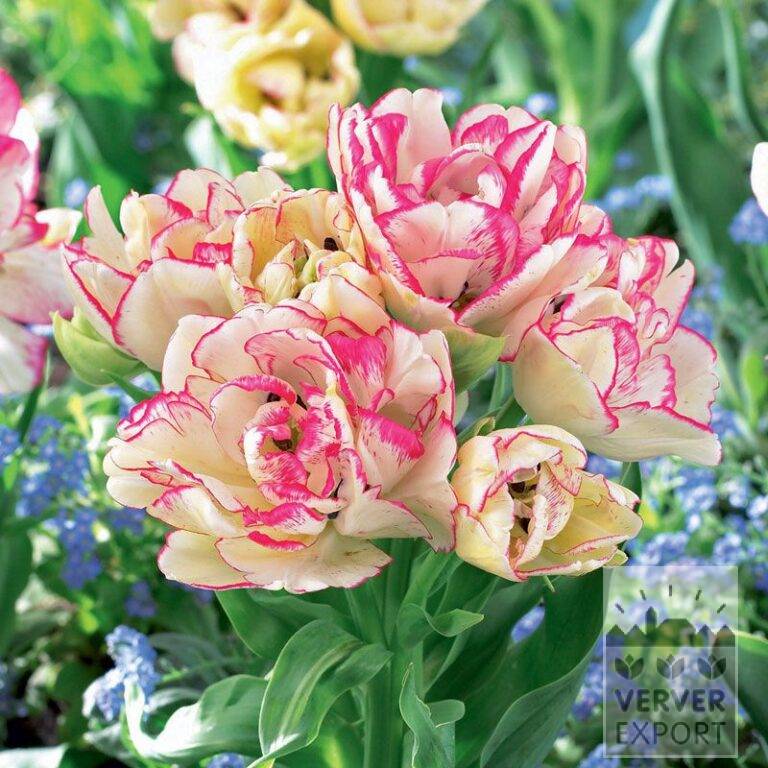 Tulipes 'Belicia' (12336)