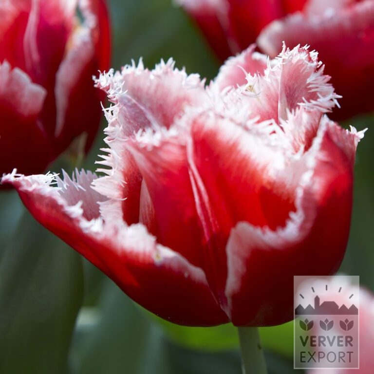 Tulipes 'Canasta' (12337)