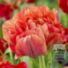 Tulipes 'Double Gudoshnik' (12338)