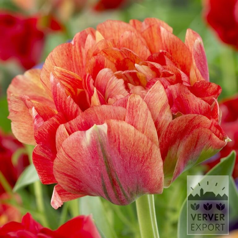 Tulipes 'Double Gudoshnik' (12338)