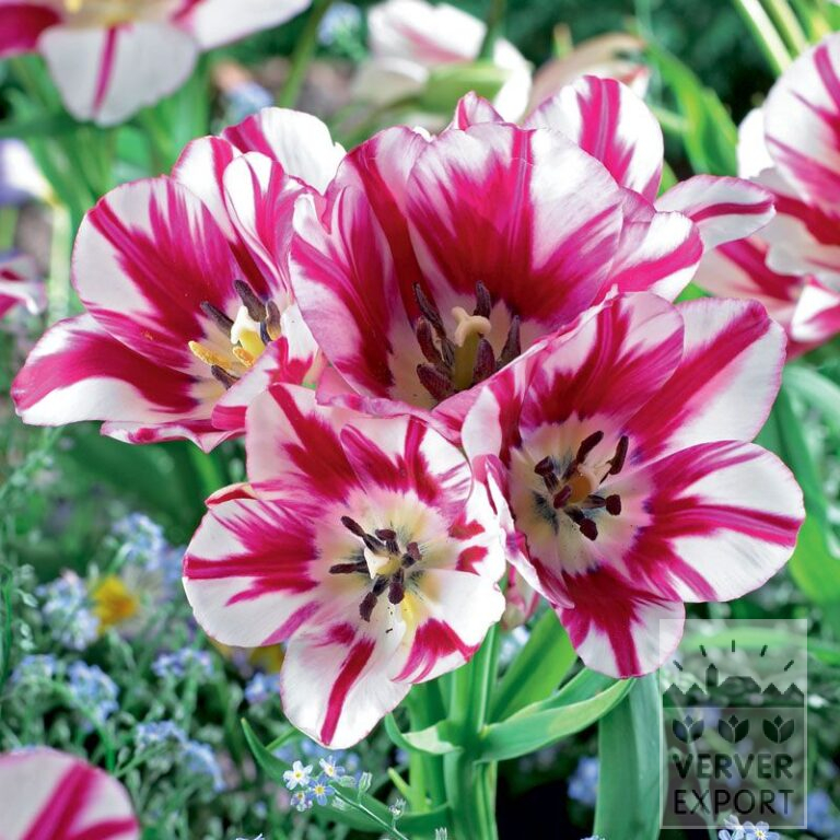 Tulipes 'Flaming Club' (12340)