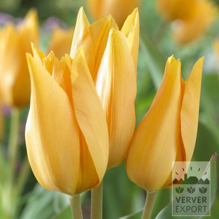 Tulipes praestans 'Shogun' (12341)