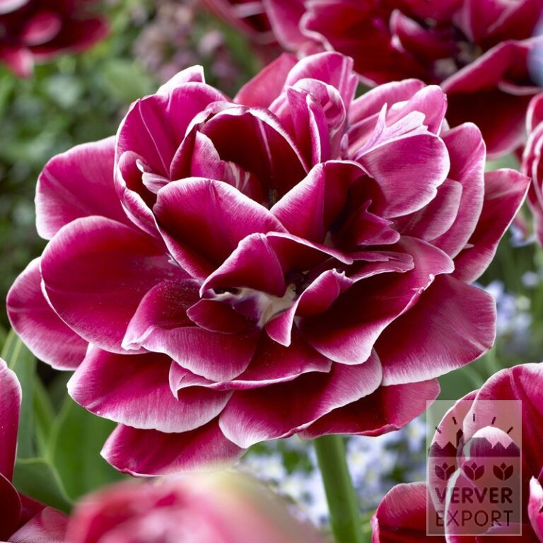 Tulipes 'Dreamtouch' (12345)