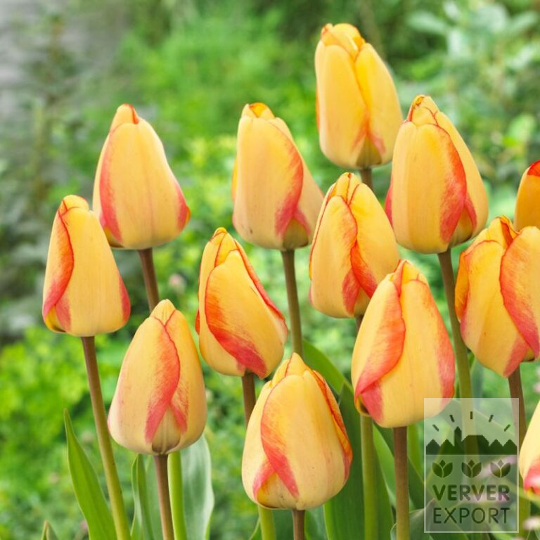 Tulipes 'Beauty of Spring' (12352)