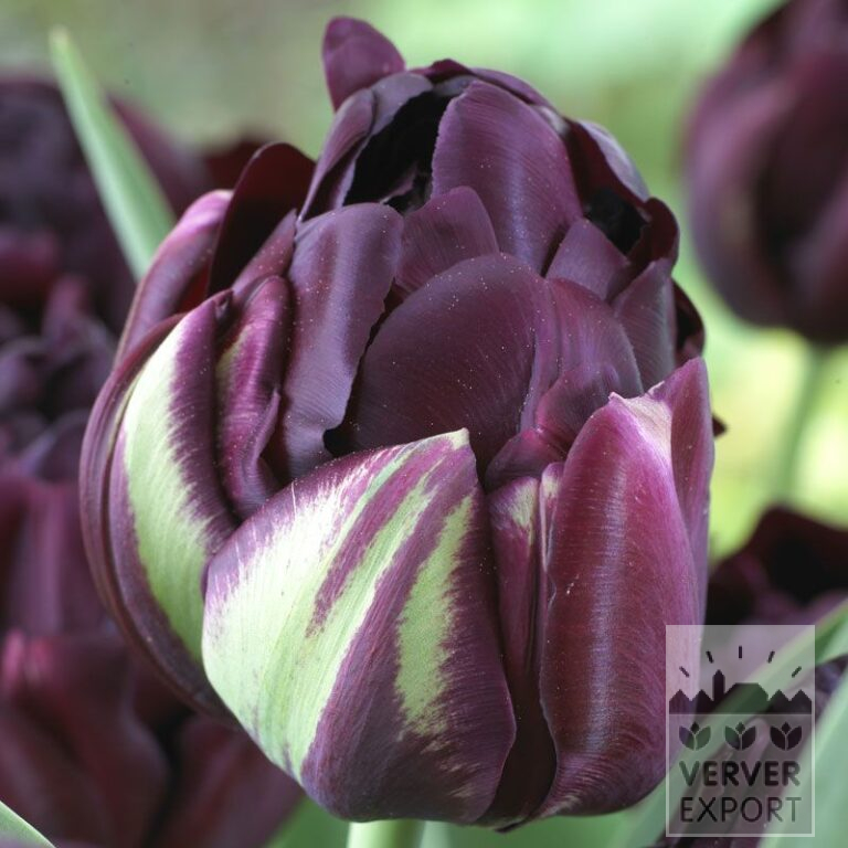 Tulipes 'Black Hero' (12355)