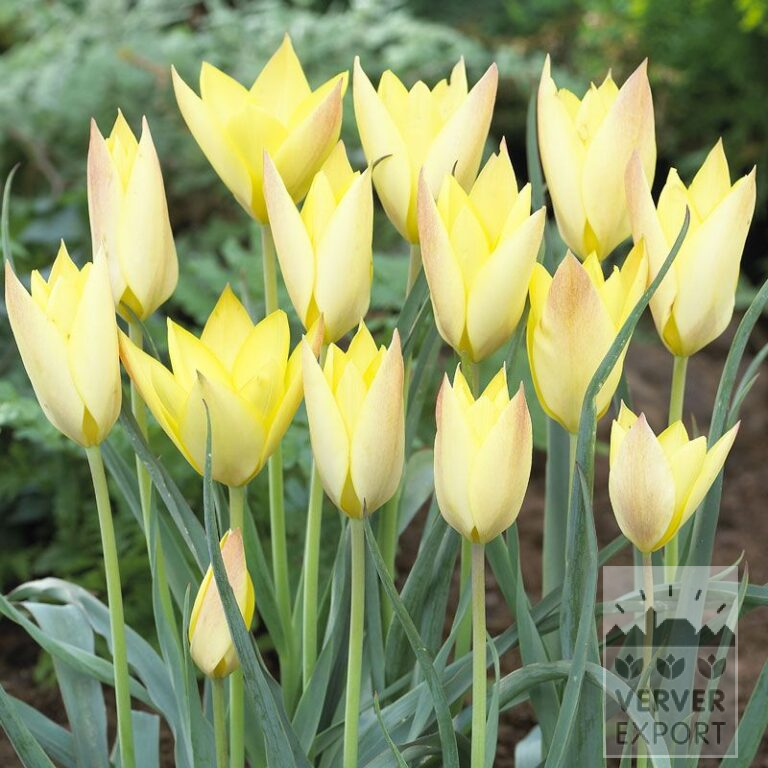 Tulipes 'Honky Tonk' (12357)