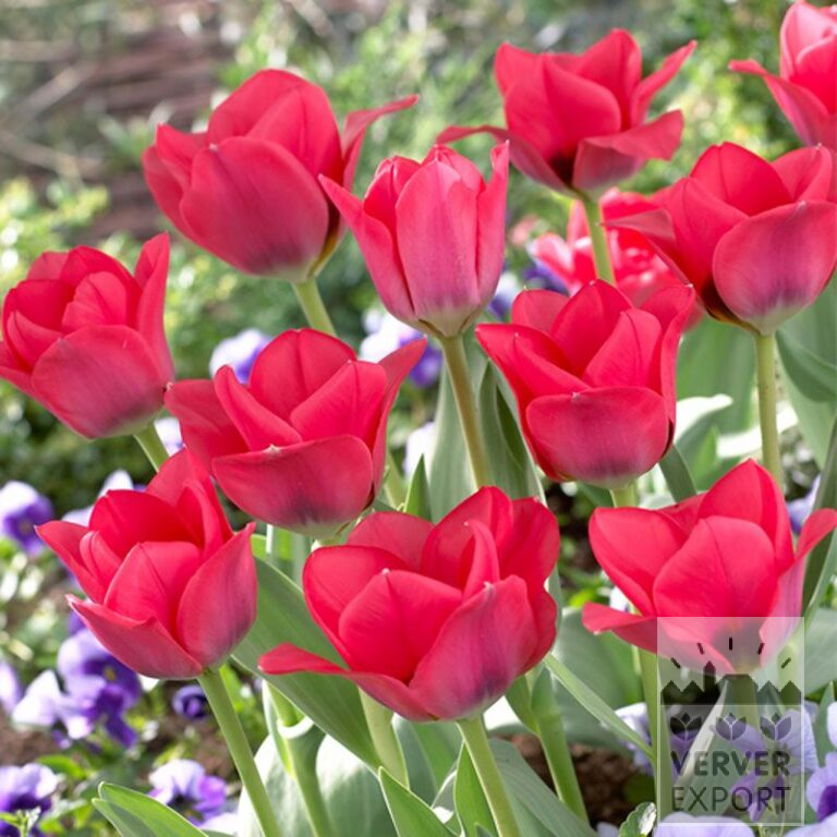 Tulipes 'Portland' (12362)