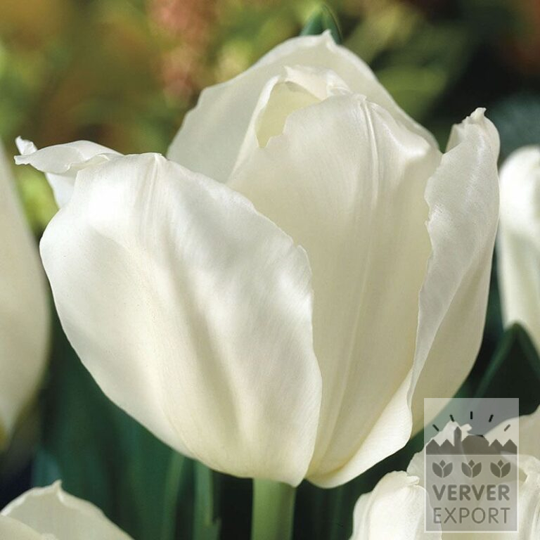 Tulipes 'White Marvel' (12367)