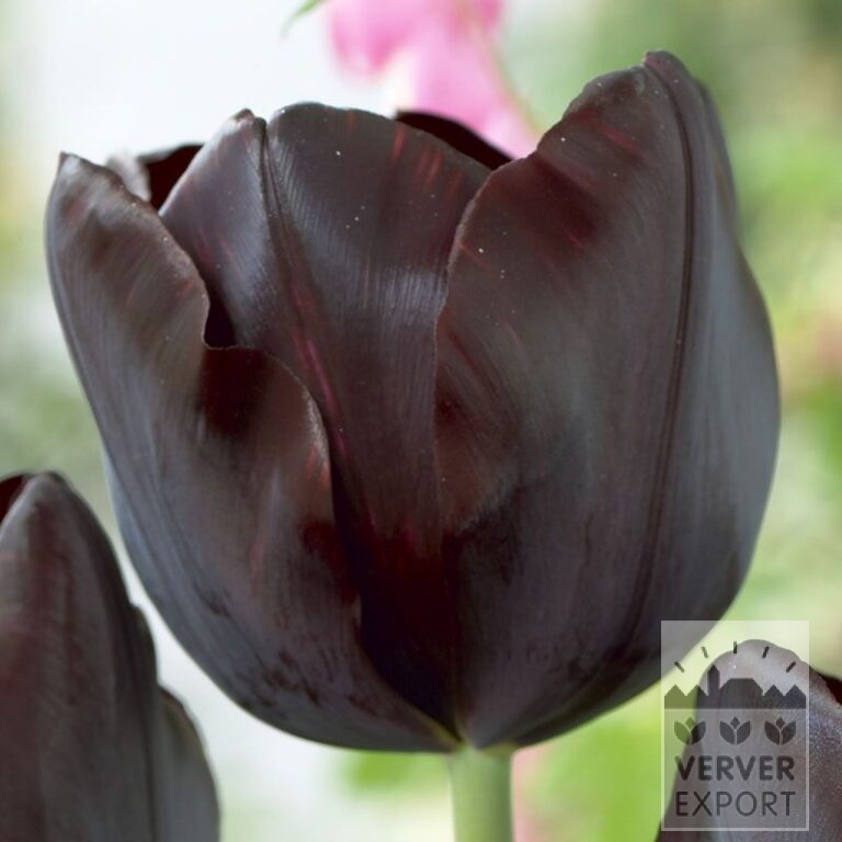 Tulipes 'Black Beauty' (12374)