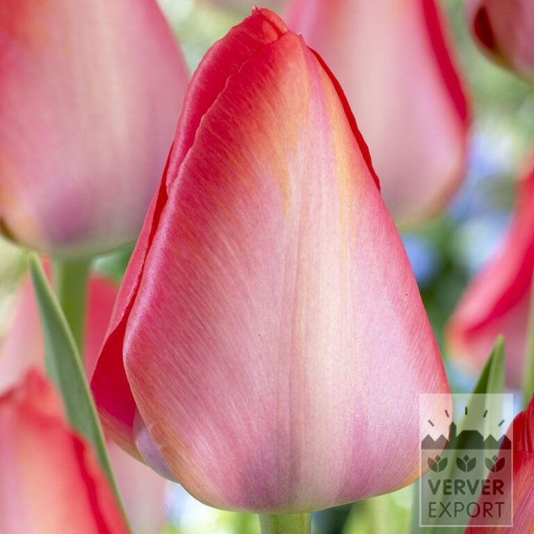 Tulipes 'Van Eijk' (12380)