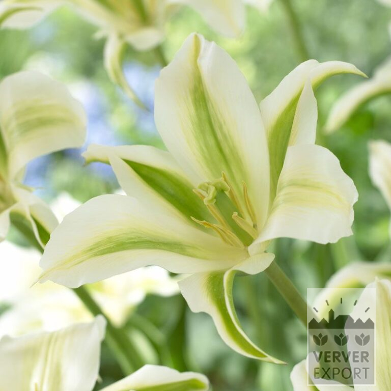 Tulipes 'Green Star' (12382)