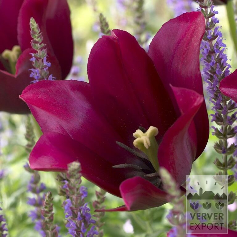 Tulipes 'Merlot' (12383)