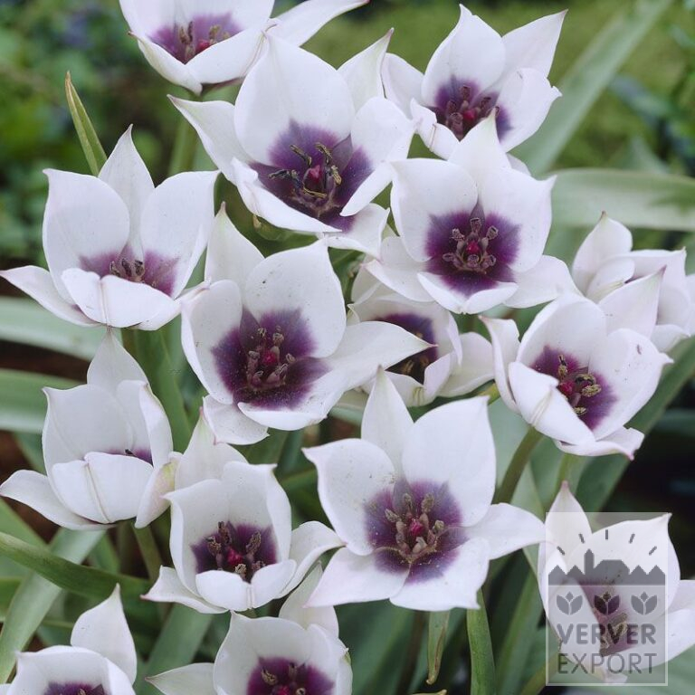 Tulipes humilis alba coerulea oculata (12389)