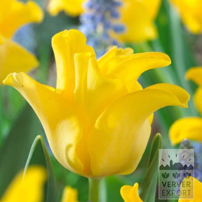 Tulipes 'Yellow Crown' (12390)
