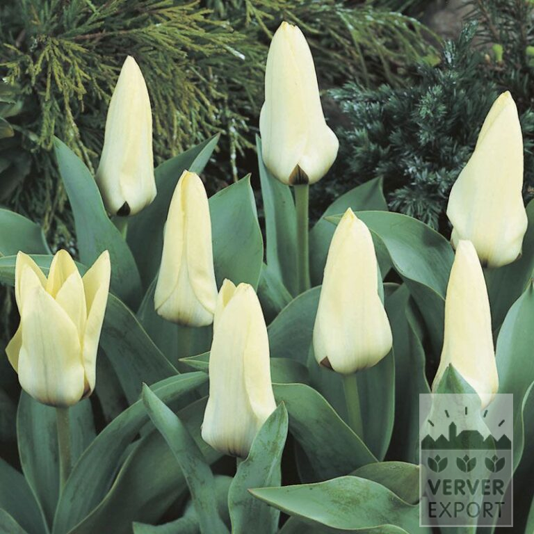 Tulipes 'Concerto' (12391)
