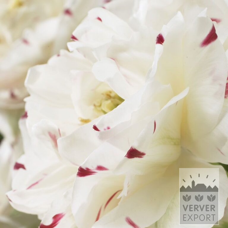 Tulipes 'Dance Line' (12392)
